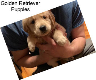 Golden Retriever Puppies