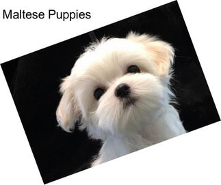 Maltese Puppies