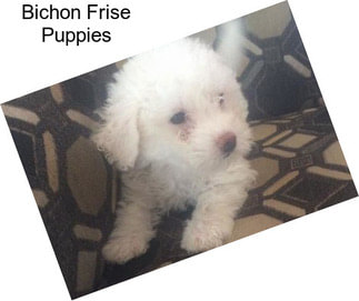 Bichon Frise Puppies