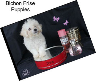 Bichon Frise Puppies