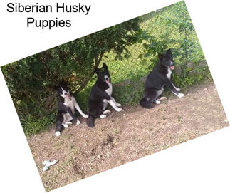 Siberian Husky Puppies