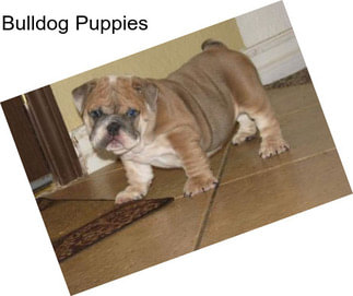 Bulldog Puppies