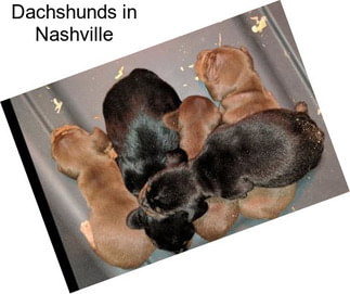 Dachshunds in Nashville