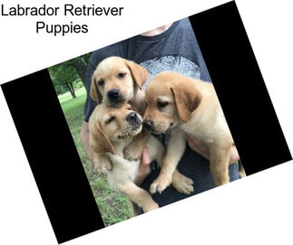 Labrador Retriever Puppies