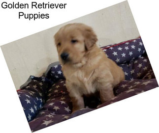 Golden Retriever Puppies