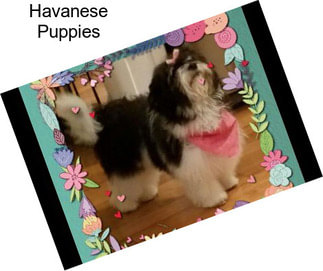 Havanese Puppies