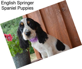 English Springer Spaniel Puppies