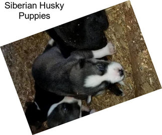 Siberian Husky Puppies