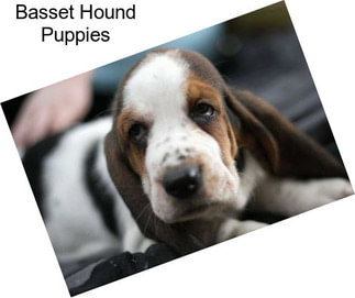 Basset Hound Puppies