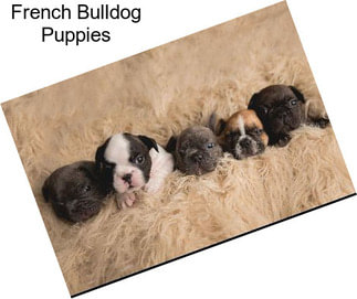 French Bulldog Puppies