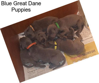 Blue Great Dane Puppies