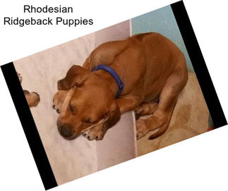 Rhodesian Ridgeback Puppies