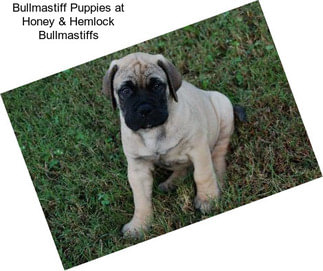 Bullmastiff Puppies at Honey & Hemlock Bullmastiffs