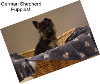 German Shepherd Puppies!!