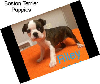 Boston Terrier Puppies