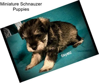 Miniature Schnauzer Puppies