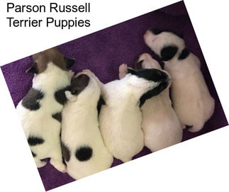 Parson Russell Terrier Puppies