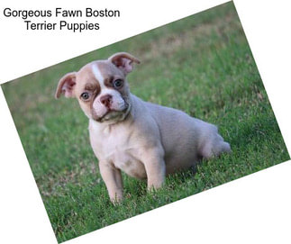 Gorgeous Fawn Boston Terrier Puppies