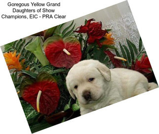 Goregous Yellow Grand Daughters of Show Champions, EIC - PRA Clear