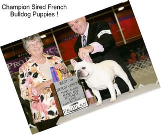 Champion Sired French Bulldog Puppies !