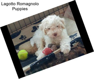 Lagotto Romagnolo Puppies