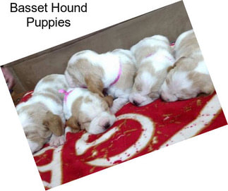 Basset Hound Puppies