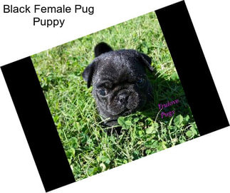 Black Female Pug Puppy