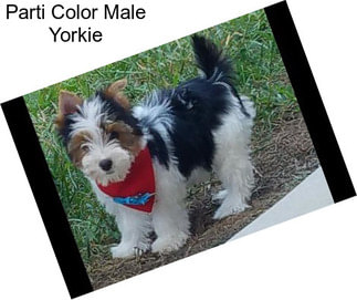 Parti Color Male Yorkie