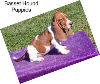 Basset Hound Puppies