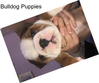 Bulldog Puppies
