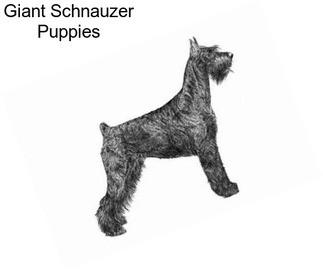 Giant Schnauzer Puppies