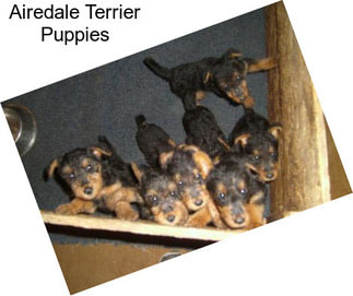 Airedale Terrier Puppies