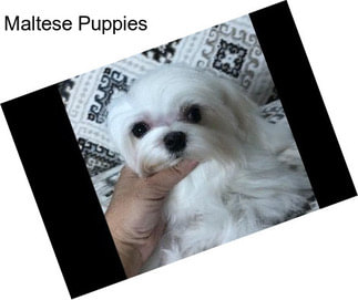 Maltese Puppies