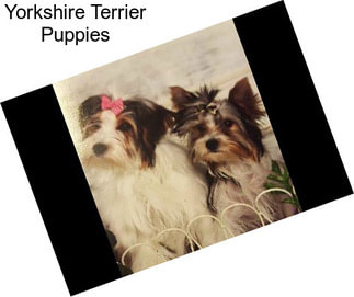 Yorkshire Terrier Puppies