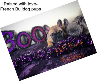 Raised with love- French Bulldog pups