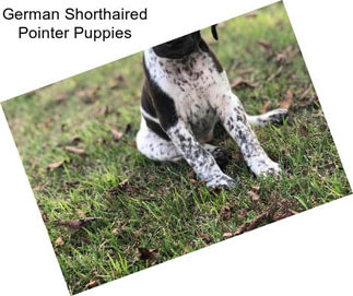 German Shorthaired Pointer Puppies