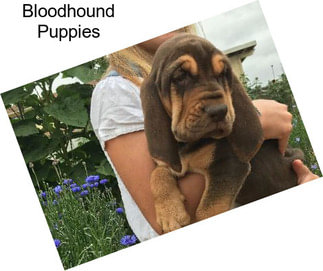 Bloodhound Puppies