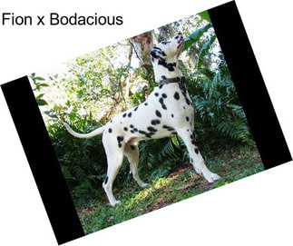 Fion x Bodacious