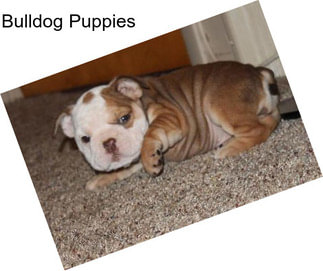 Bulldog Puppies