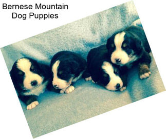 Bernese Mountain Dog Puppies