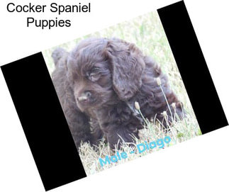 Cocker Spaniel Puppies