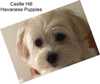 Castle Hill Havanese Puppies