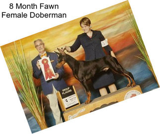 8 Month Fawn Female Doberman