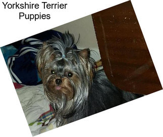 Yorkshire Terrier Puppies