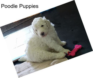 Poodle Puppies