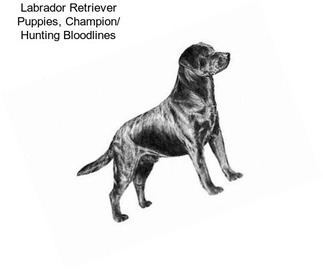 Labrador Retriever Puppies, Champion/ Hunting Bloodlines