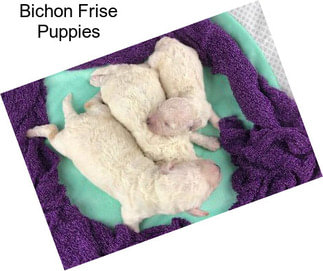 Bichon Frise Puppies