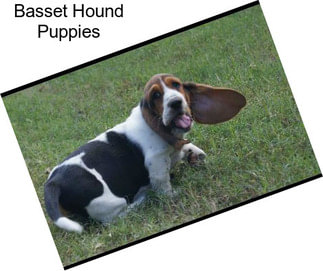 Basset Hound Puppies