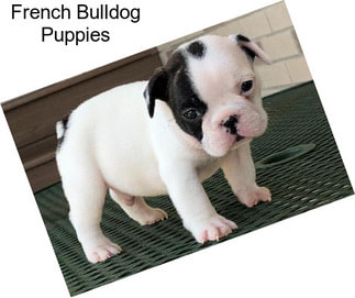 French Bulldog Puppies