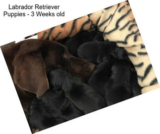 Labrador Retriever Puppies - 3 Weeks old